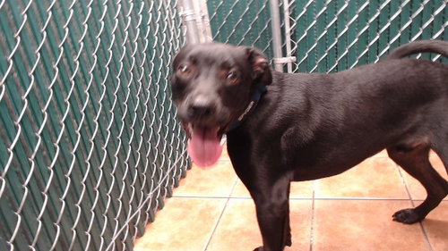 picture of the dog needing adoption