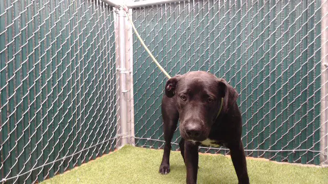 Marky Mark - Labrador Retriever