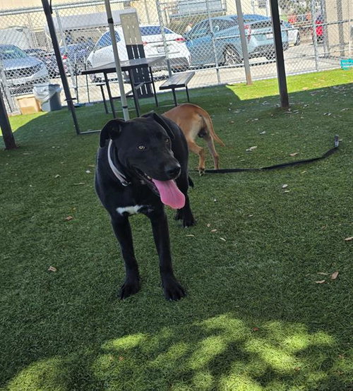 picture of the dog needing adoption