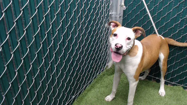 Kira - Pit Bull Terrier
