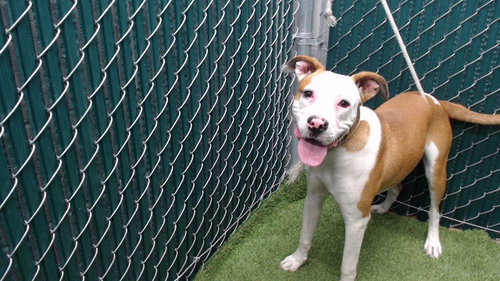 picture of the dog needing adoption