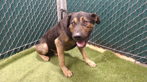 picture of the dog needing adoption