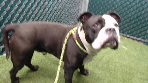 picture of the dog needing adoption