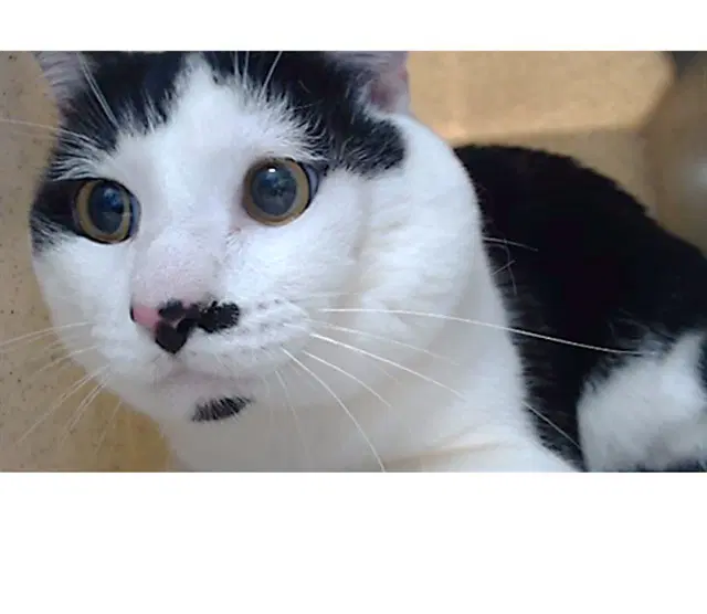 Marty - Domestic Short Hair
