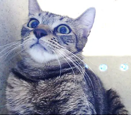 Estrella - Domestic Short Hair