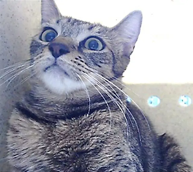 Estrella - Domestic Short Hair