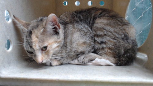 picture of the cat needing adoption