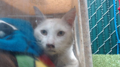 picture of the cat needing adoption