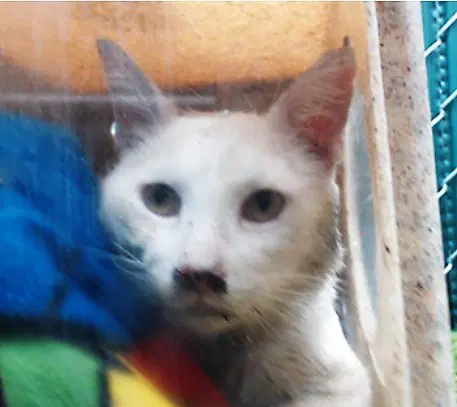 Unknown - Domestic Short Hair