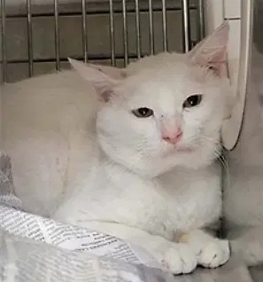 Unknown - Domestic Short Hair