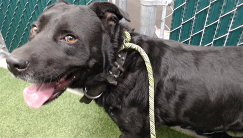 picture of the dog needing adoption