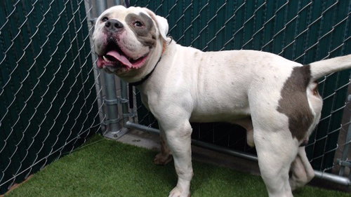 picture of the dog needing adoption