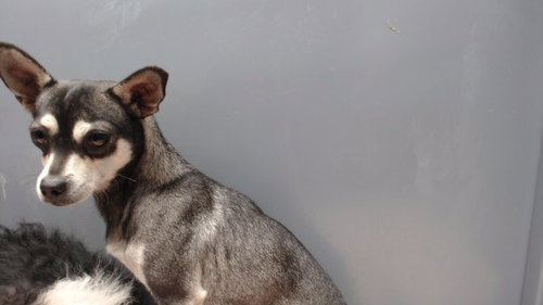 picture of the dog needing adoption