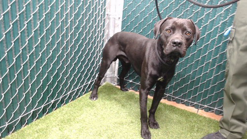 picture of the dog needing adoption