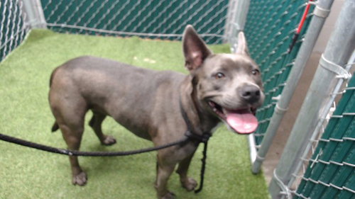 picture of the dog needing adoption
