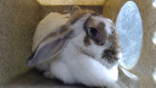 TOMMY, a rabbit for adoption from Los Angeles County Animal Control - Downey