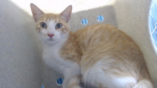picture of the cat needing adoption