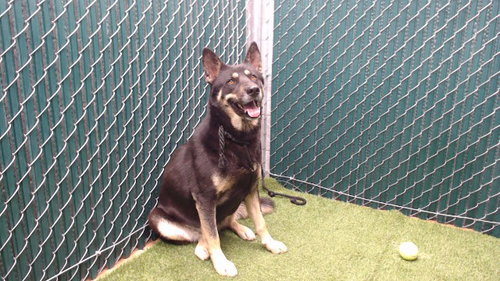 picture of the dog needing adoption