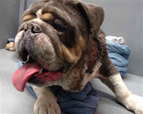 picture of the dog needing adoption