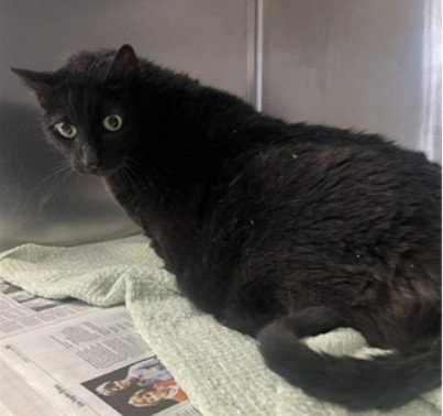 picture of the cat needing adoption