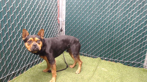 picture of the dog needing adoption