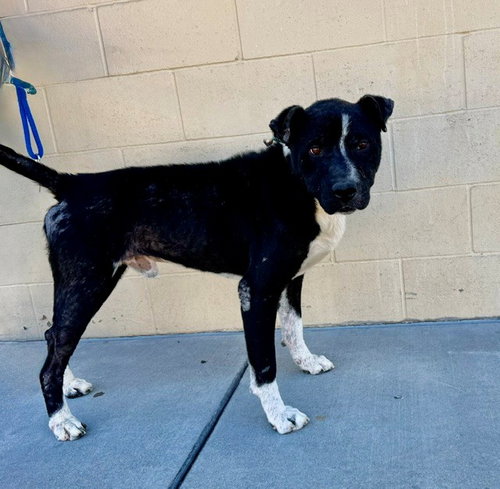 picture of the dog needing adoption