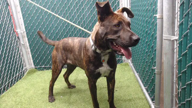 Snickers - Pit Bull Terrier