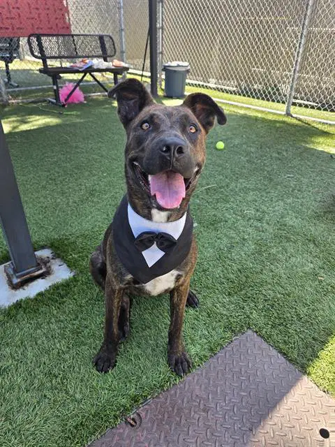 Snickers - Pit Bull Terrier