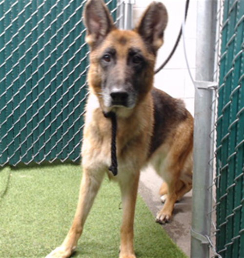 picture of the dog needing adoption
