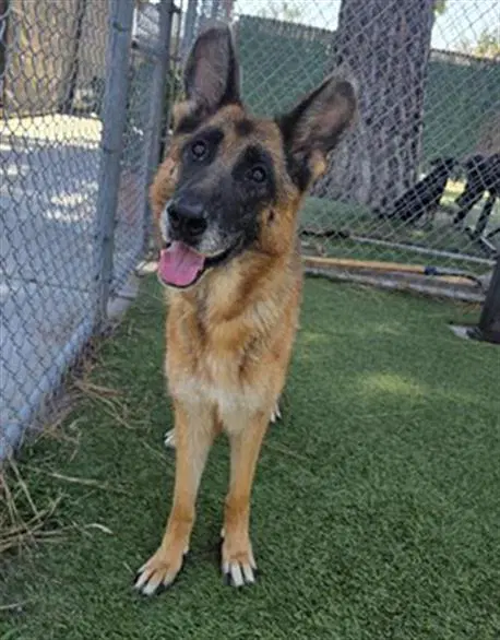 Chloe - German Shepherd Dog