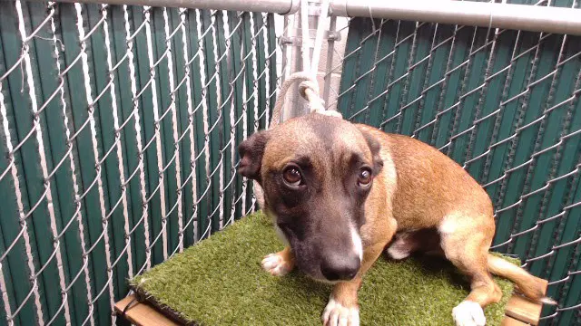 Nino - Belgian Shepherd Malinois