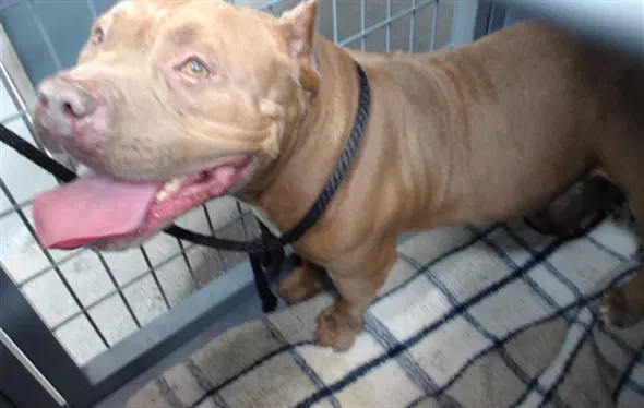 Canelo - Pit Bull Terrier
