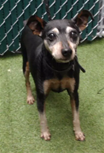 Stanley - Chihuahua