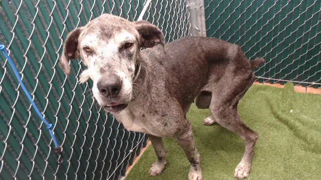 Sasha - Great Dane