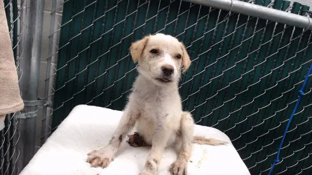 Bruno - Terrier