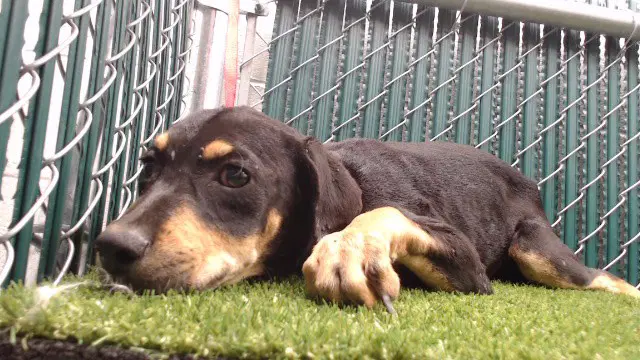 Moonpie - Rottweiler