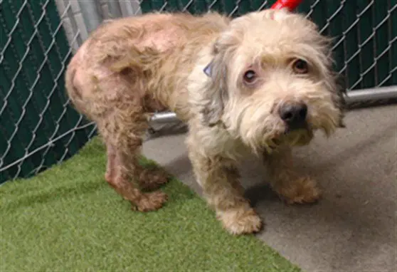 Coco - Poodle (Standard)