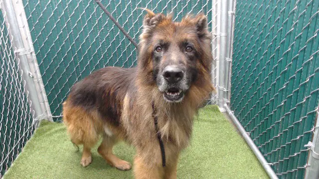 Draco - German Shepherd Dog