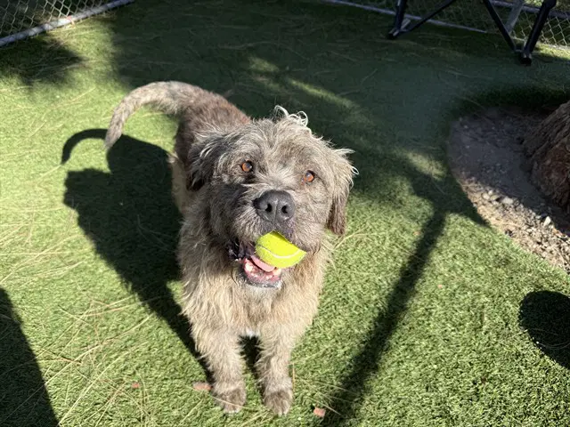 Chewy - Terrier