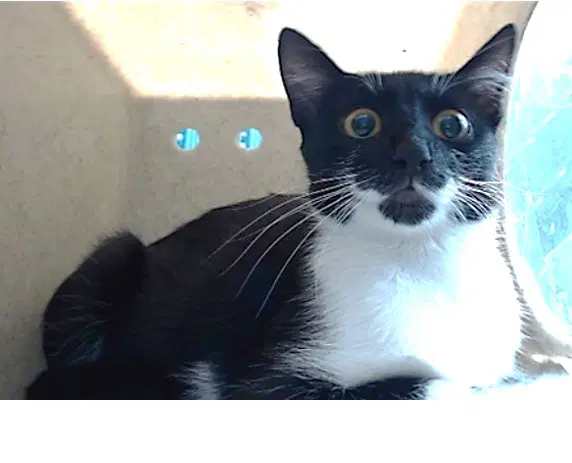 Marchioness - Domestic Short Hair
