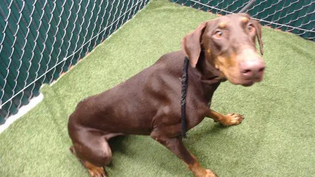 Sunday - Doberman Pinscher