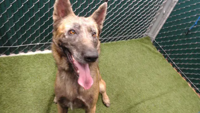 Max - German Shepherd Dog