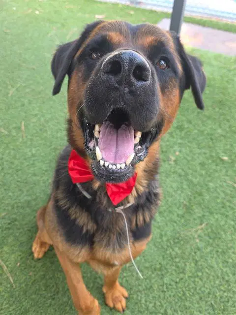 Al - Rottweiler