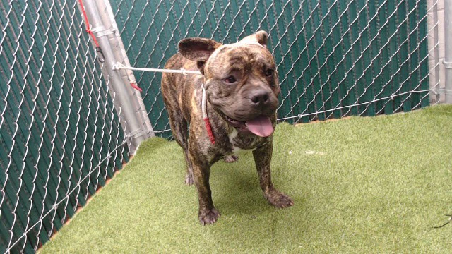 Taz