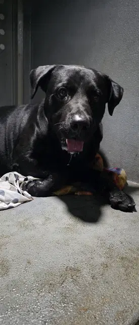 Jeff - Labrador Retriever