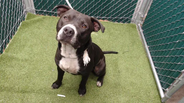 Lars - Pit Bull Terrier