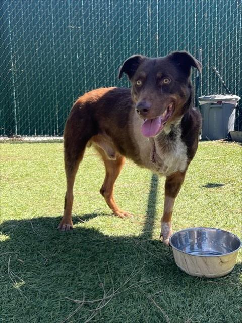 picture of the dog needing adoption