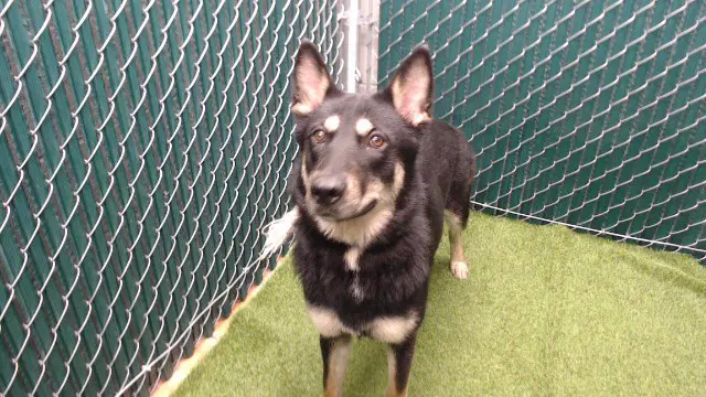 Rue - German Shepherd Dog