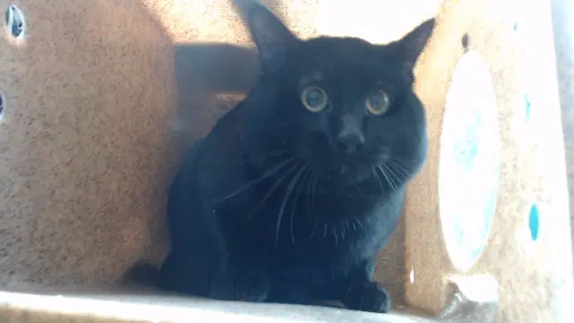 Casper - Domestic Short Hair