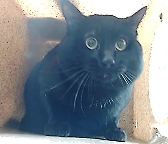 Casper - Domestic Short Hair